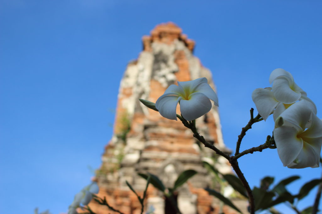 アユタヤ観光は個人がお得？,アユタヤの現地ツアーにおすすめ,アユタヤの観光でかかる予算は？