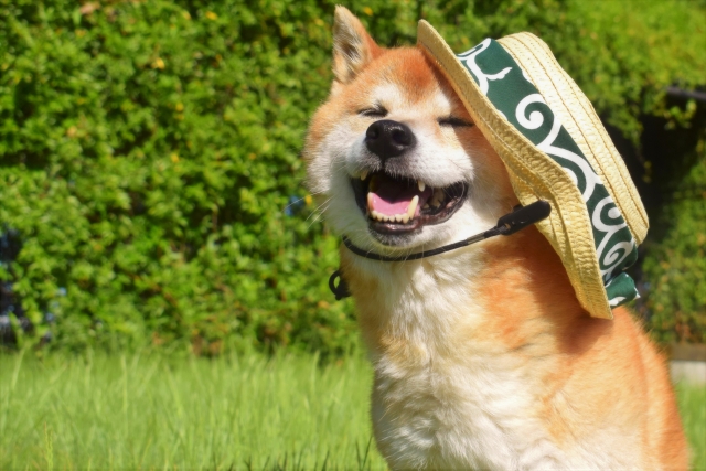 ペット 高尾山,高尾山 ケーブルカー ペット