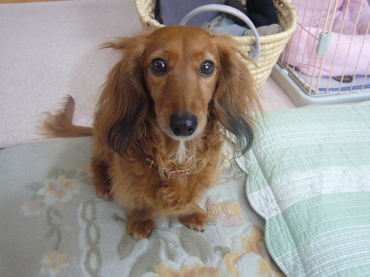 犬 死ぬ前 気持ち,犬 死ぬ前 苦しむ,犬 死ぬ前 行動