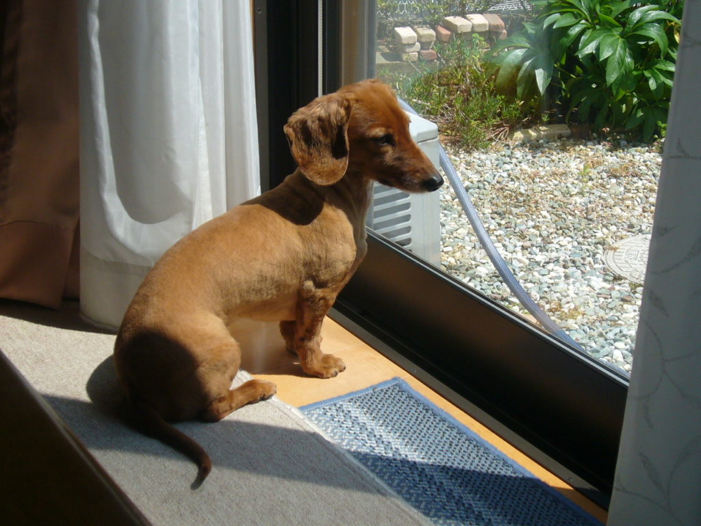 犬 死んだ 悲しい,犬 死んだ 立ち直る,犬 死んだ 後悔